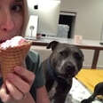 Sneaky Pit Bulls Try To Steal Their Mom's Ice Cream