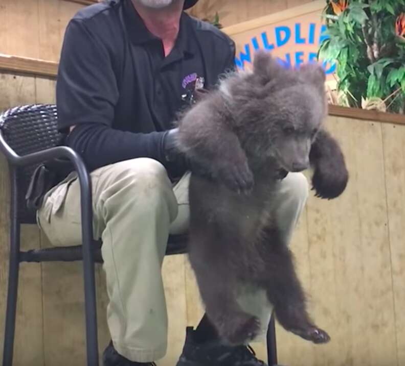 Tim Stark roughly handling a bear cub
