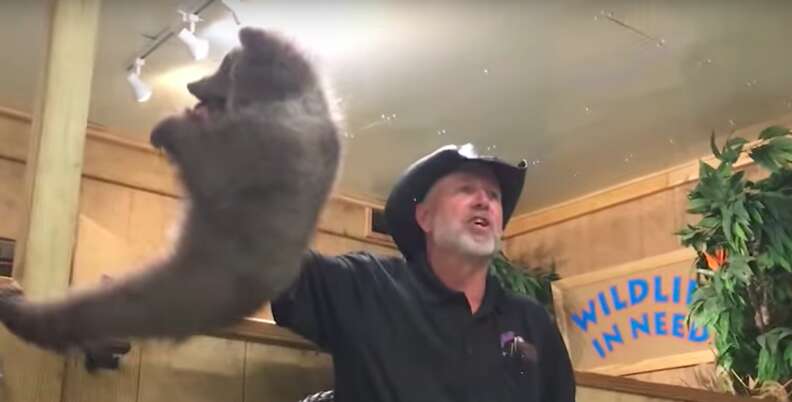 Tim Stark roughly handling a bear cub