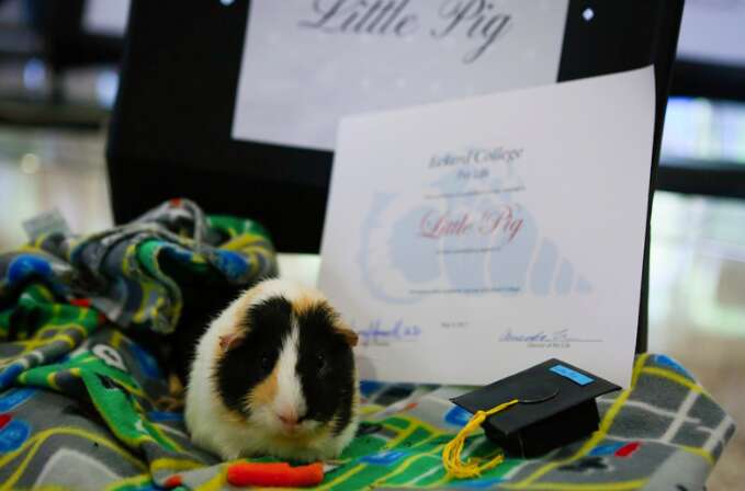 guinea pig graduates from Eckerd College
