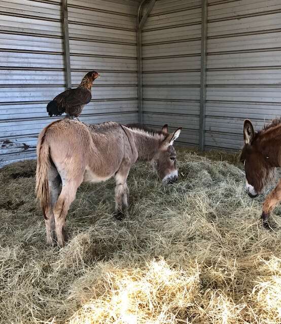 Chicken hangs out with donkeys at sanctuary