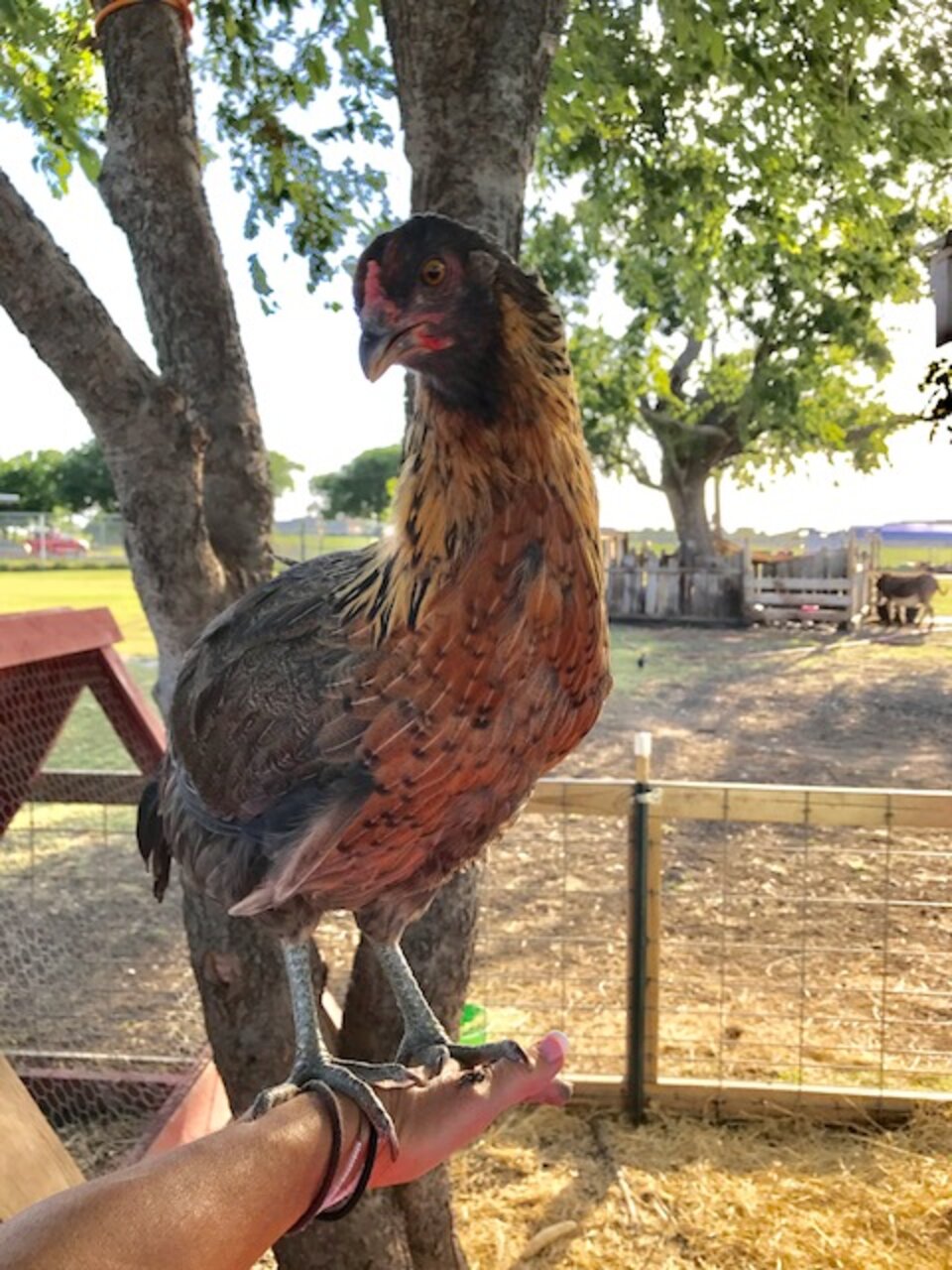Chicken Rescued After Wandering Into Petco Stands On Her Friends - The Dodo