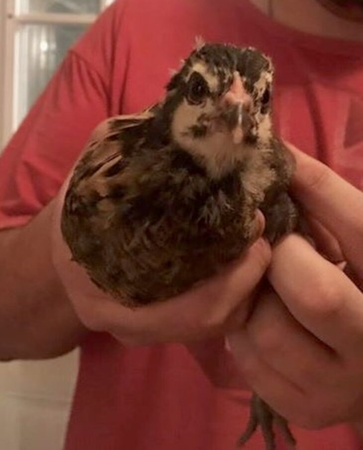 Chicken Rescued After Wandering Into Petco Stands On Her Friends - The Dodo