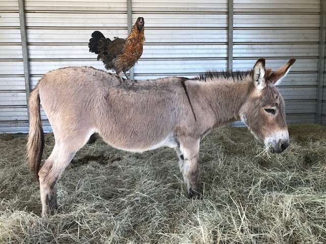 Chicken rescued after wandering into Petco stands on donkey