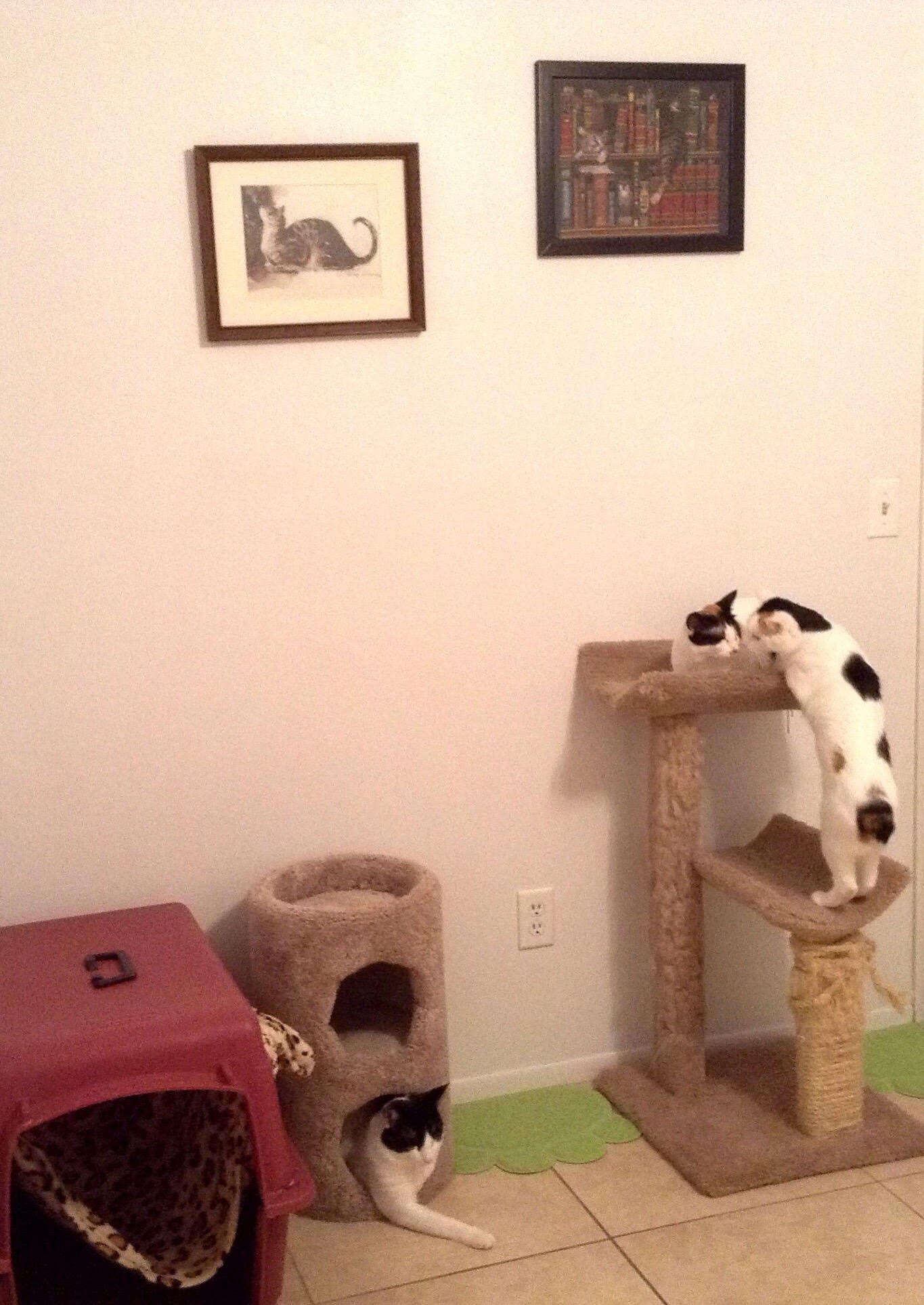 Kittens playing in cat houses