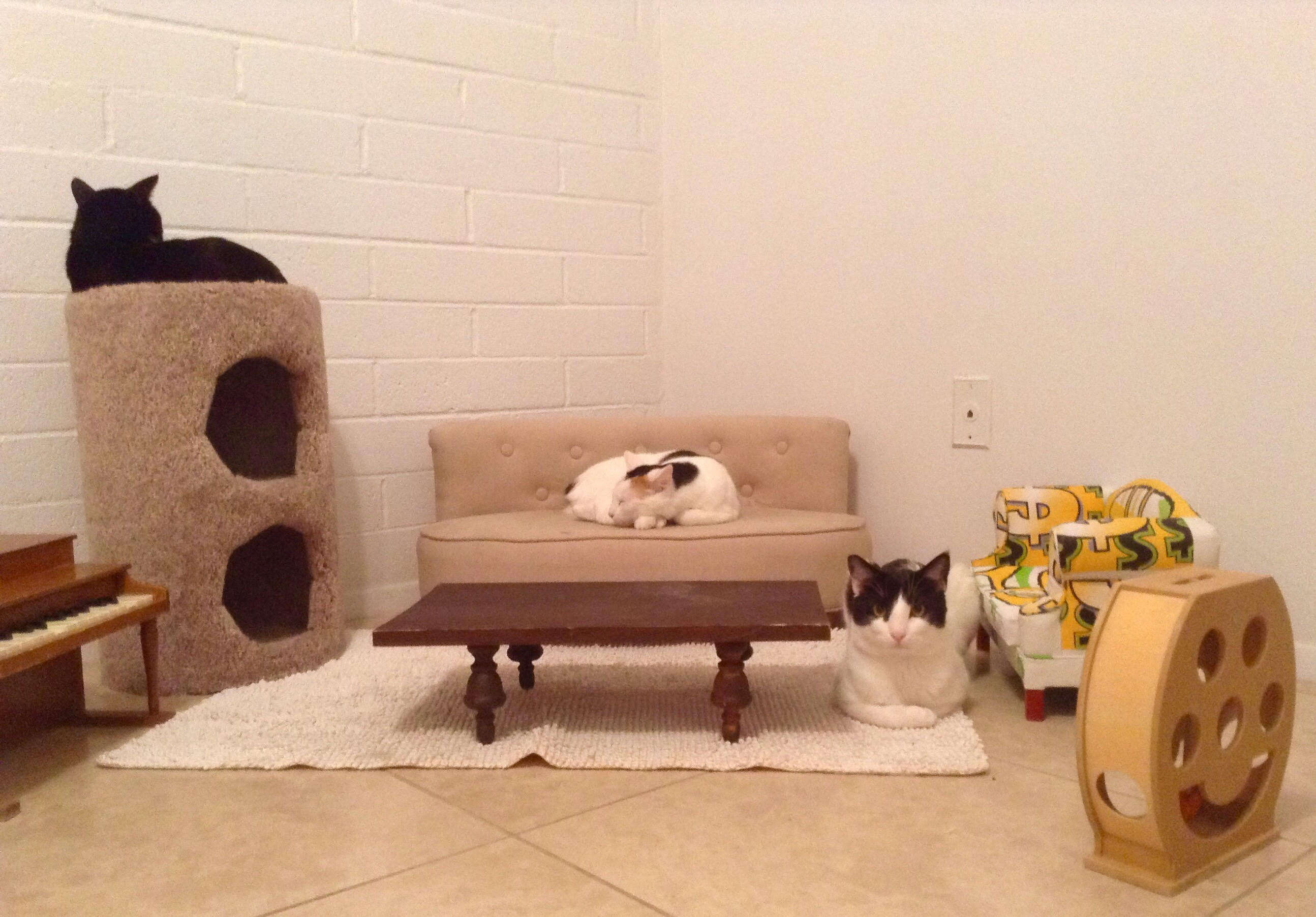 Cats hanging out in a cat-sized living room
