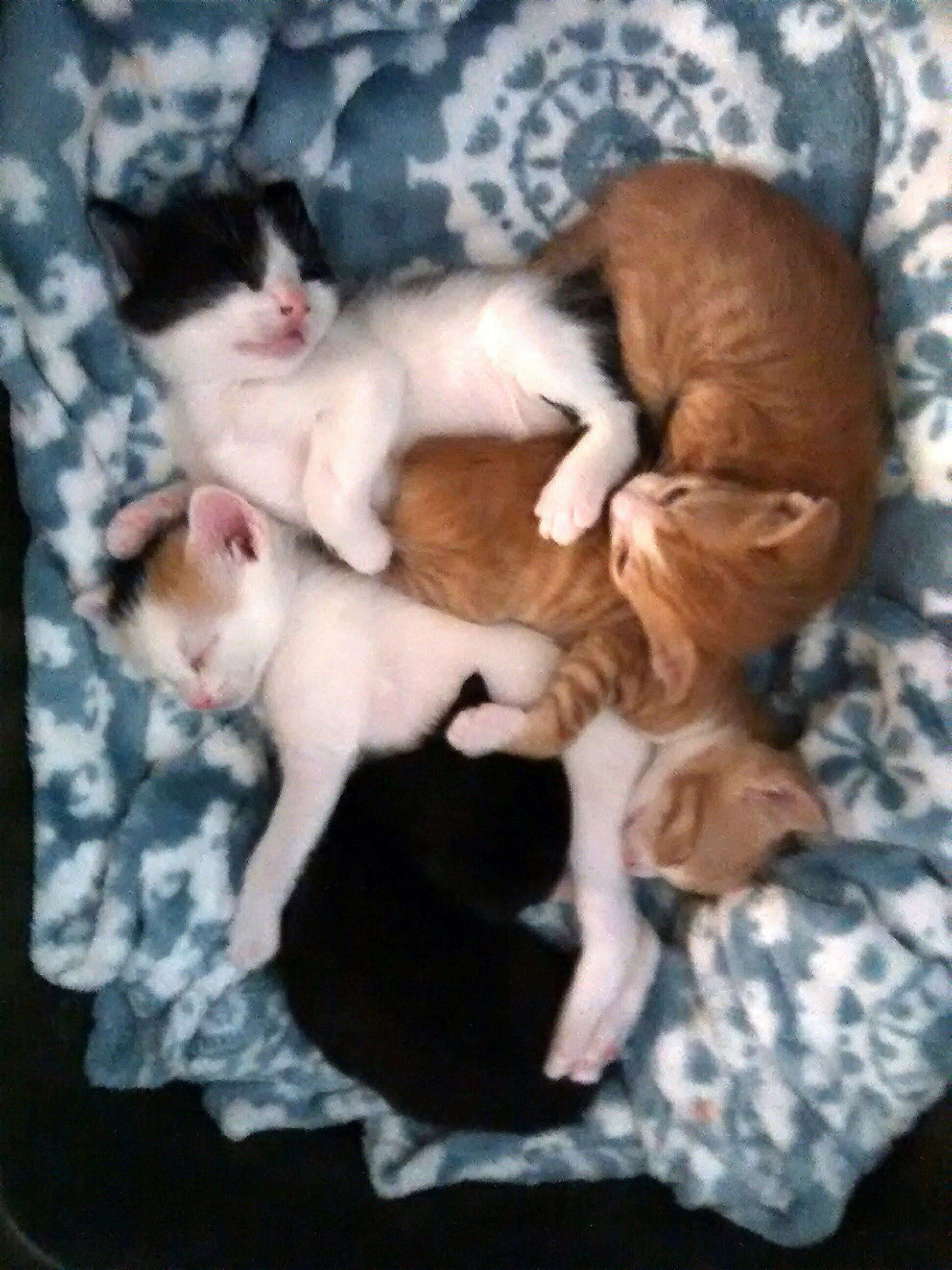 Kittens cuddling together