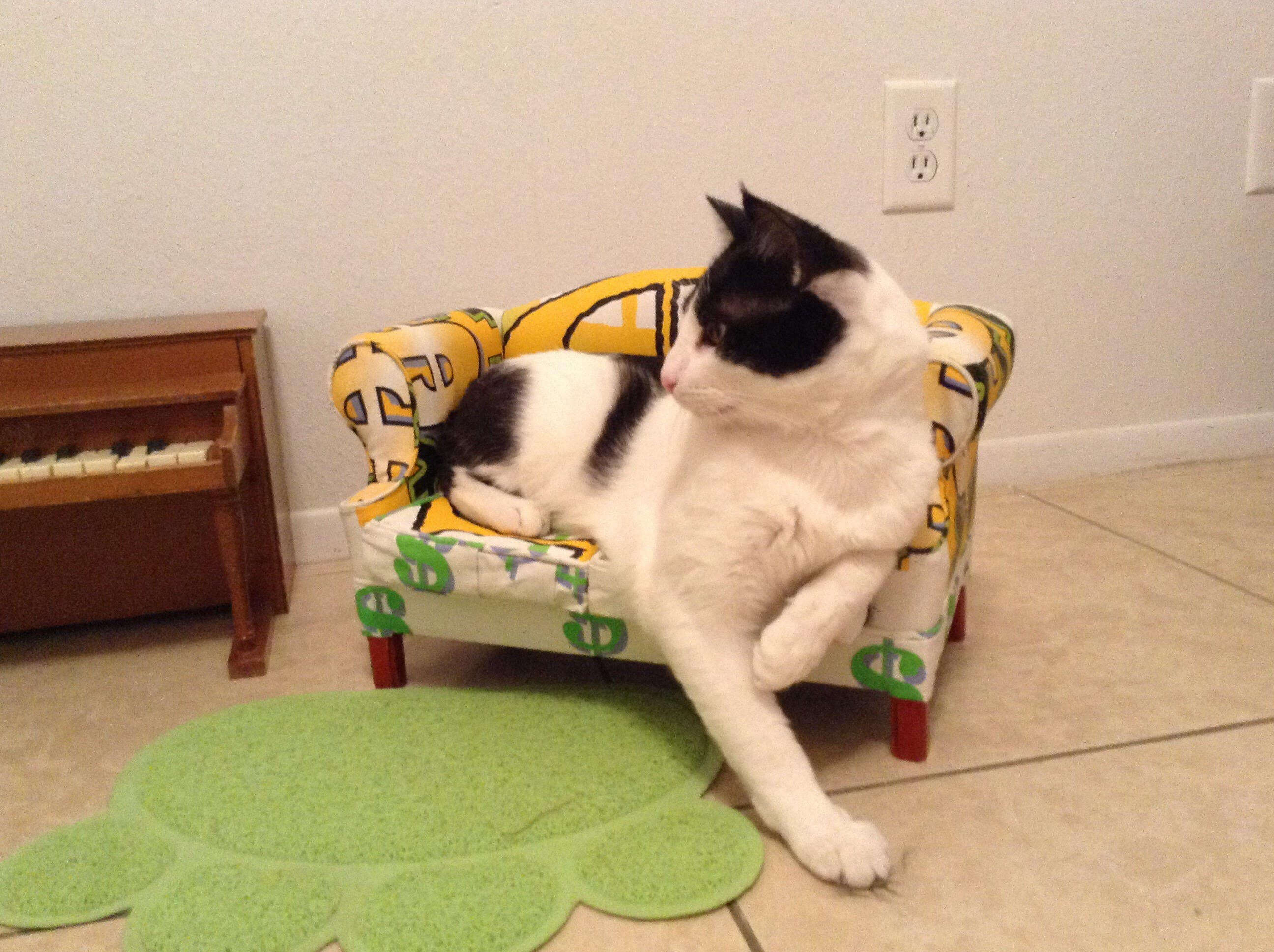 Cat on tiny couch