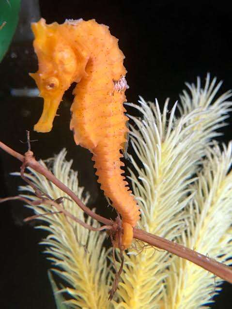 sea horse