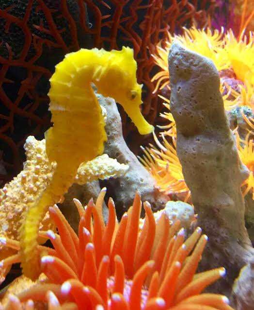 yellow seahorse