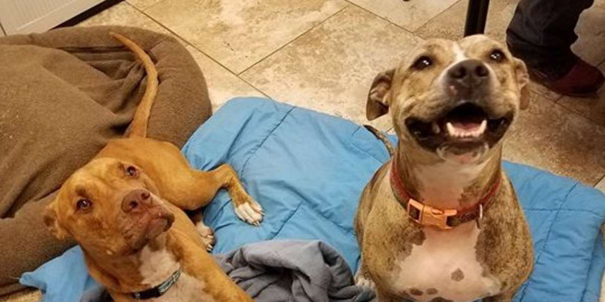 Dogs Abandoned Shortly After Being Adopted - The Dodo