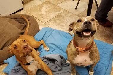 Dogs Abandoned Shortly After Being Adopted - The Dodo