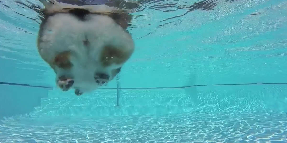 This Is What A Swimming Corgi Butt Looks Like Videos The Dodo 