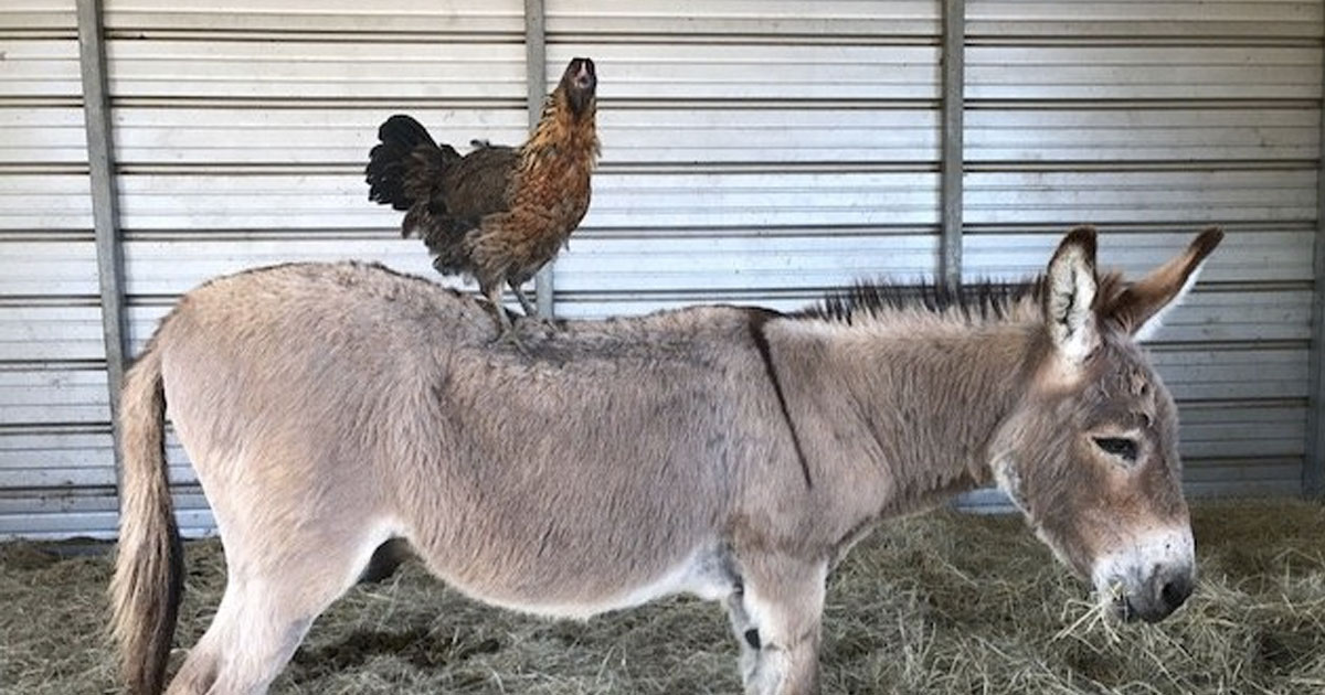 As he works out among chickens and donkeys, Blue Jays closer