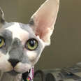 Rescued Hairless Cat Works At Her Mom's Vet Clinic