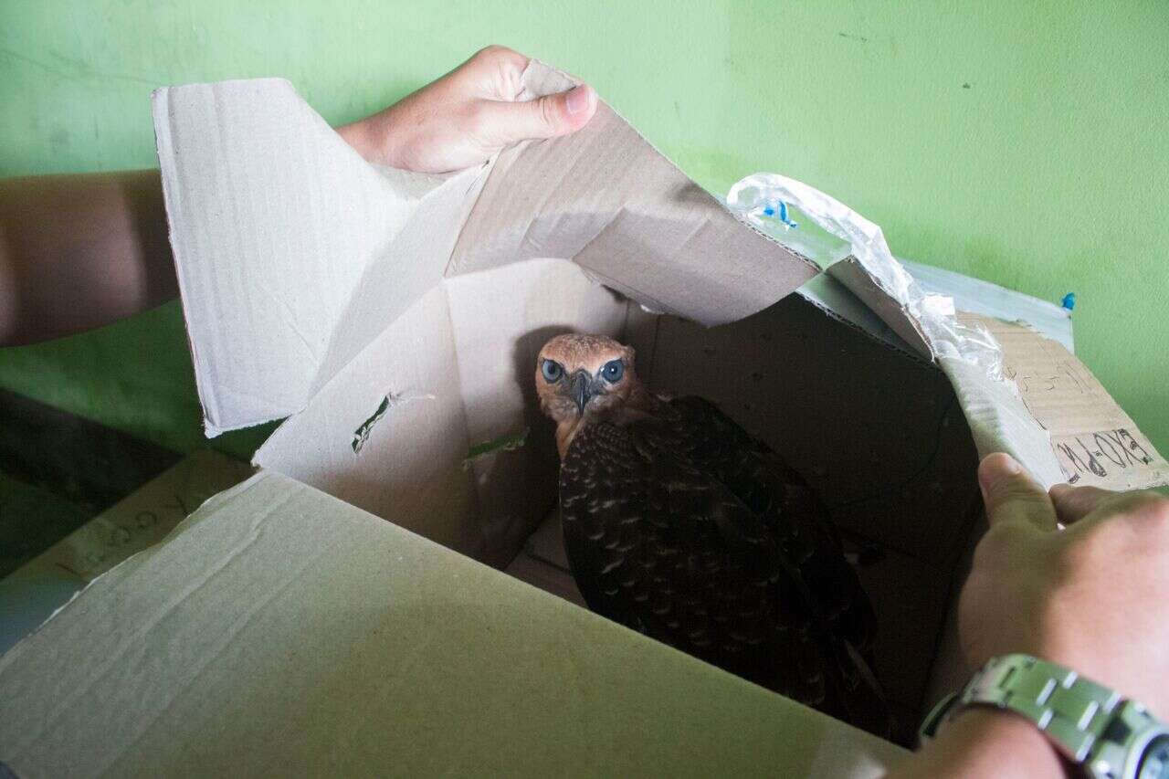 Eagle inside cardboard box