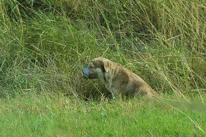 Plumbers Rescue Dog Tied Up And Left To Die - The Dodo