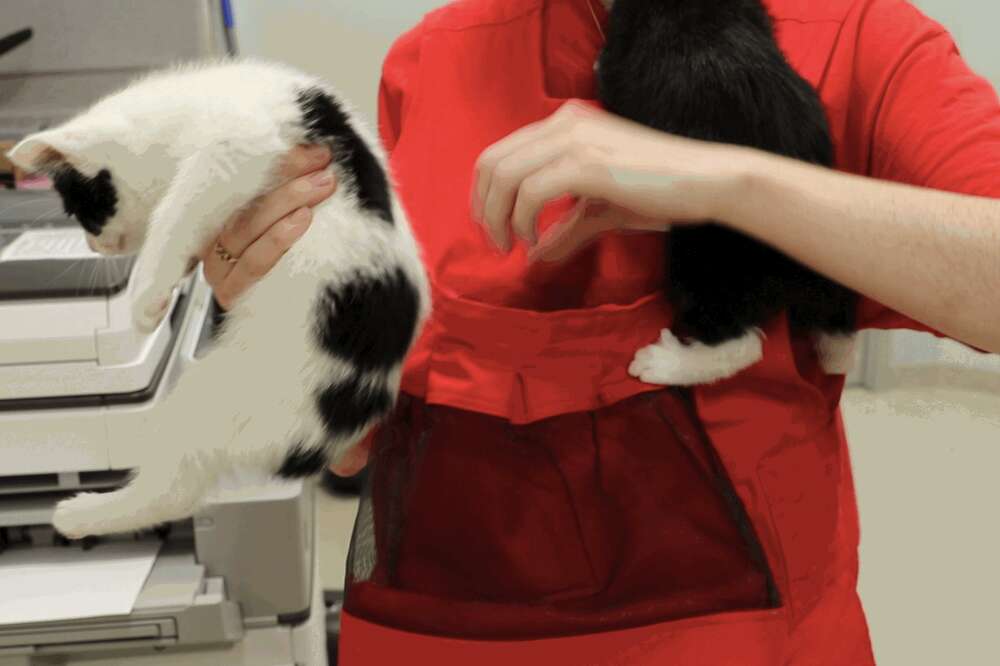 Feral kitten pouch store
