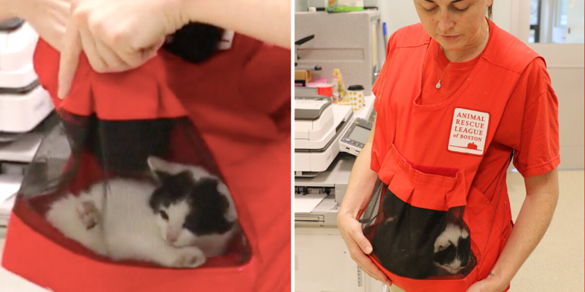 Kitten Bjorns Help Socialize Feral Kittens The Dodo