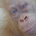 White Orangutan Locked Up For 2 Days Is Finally Free