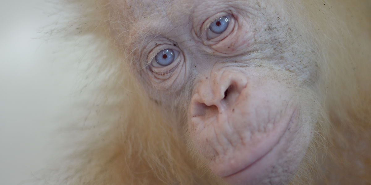 White Orangutan Locked Up For 2 Days Is Finally Free - Videos - The Dodo