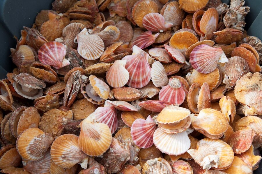 Singing Scallops: Rare Seattle Seafood Is Making a Comeback - Thrillist