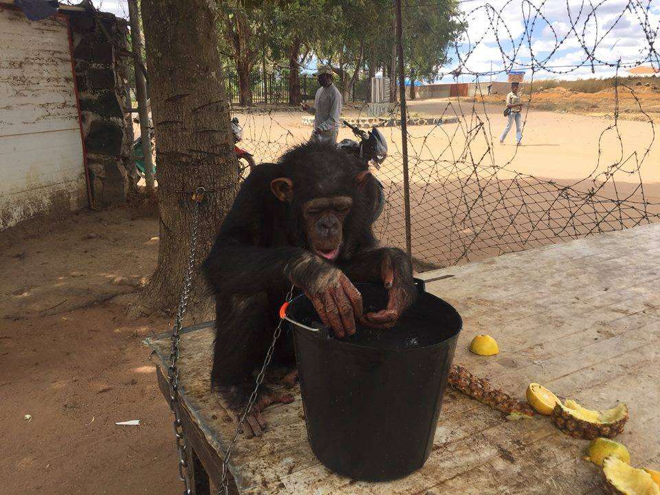 Chained chimp eating a bucket of food