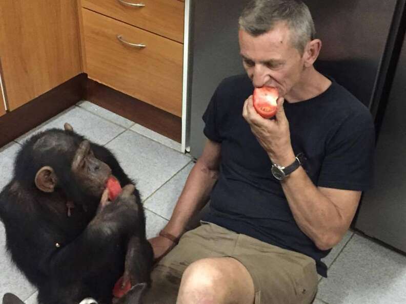 Man and chimp eating fruit