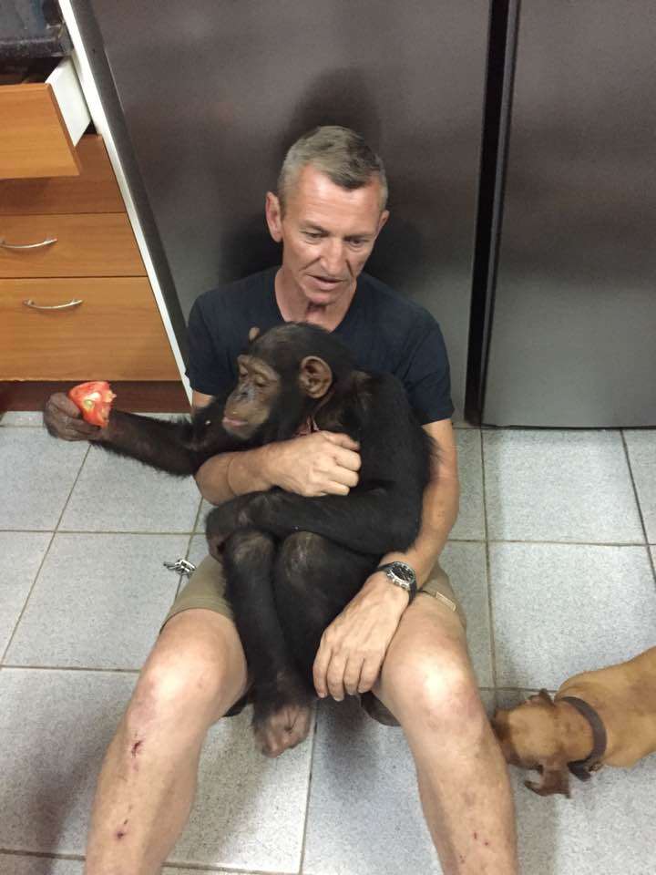 Man holding rescued chimp