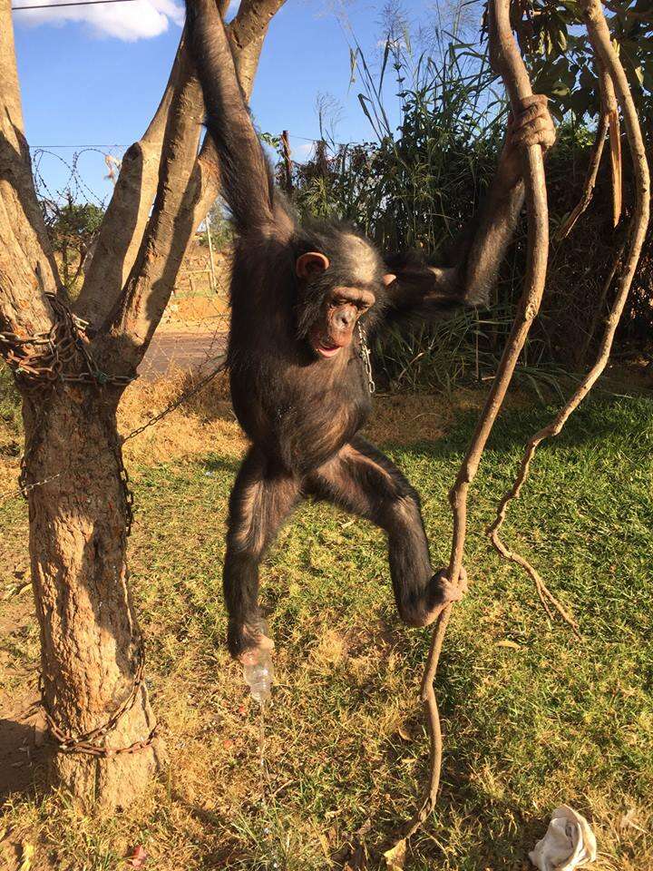 Captive chimp in tree