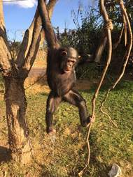 Captive chimp in tree