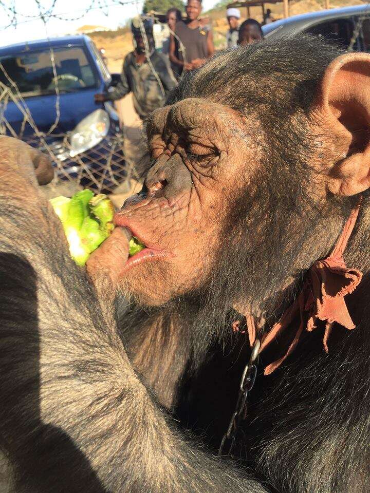 Chained chimp eating