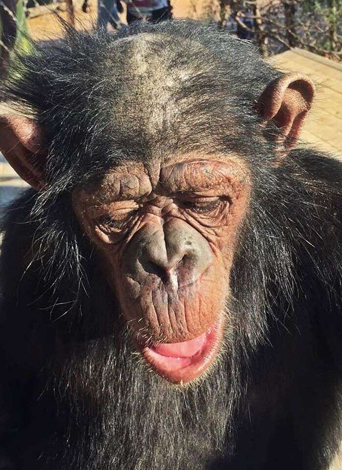 Chimp tied to tree