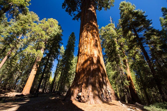 World's Tallest Trees at Risk: Photos - Seeker