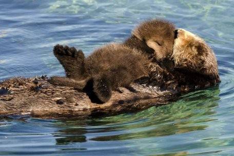 sea otter pup swimming