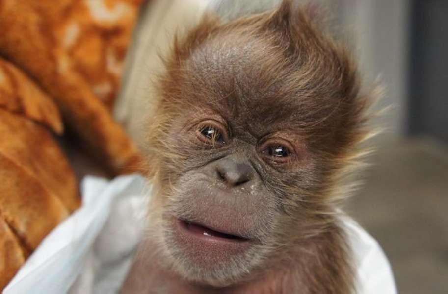 New Baby Orangutan Will Make You Smile Photos Seeker