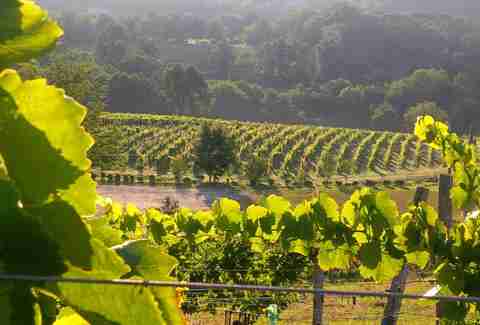 Hopkins Vineyard