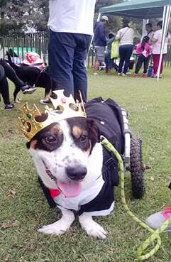 Rescue dog wearing crown