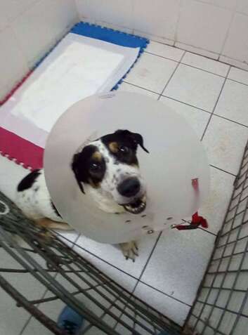 Dog after surgery