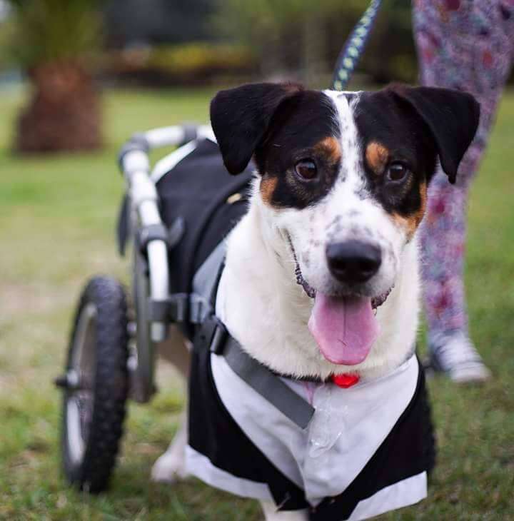 Disabled dog in wheelchair