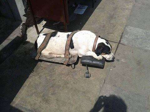 Dog strapped down at metro station