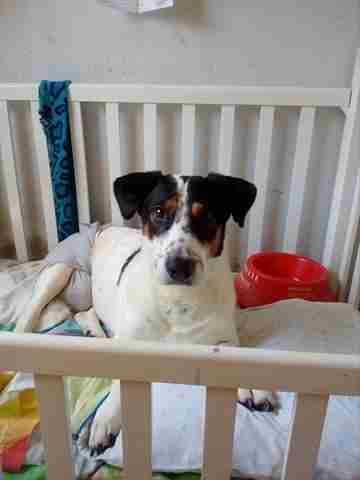 Paralyzed dog in crib at shelter