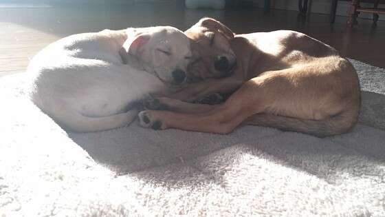 Dog siblings sleeping together