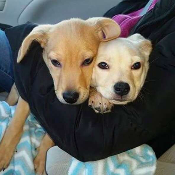 Dog siblings cuddling together