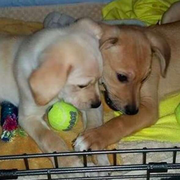 Dog siblings playing together
