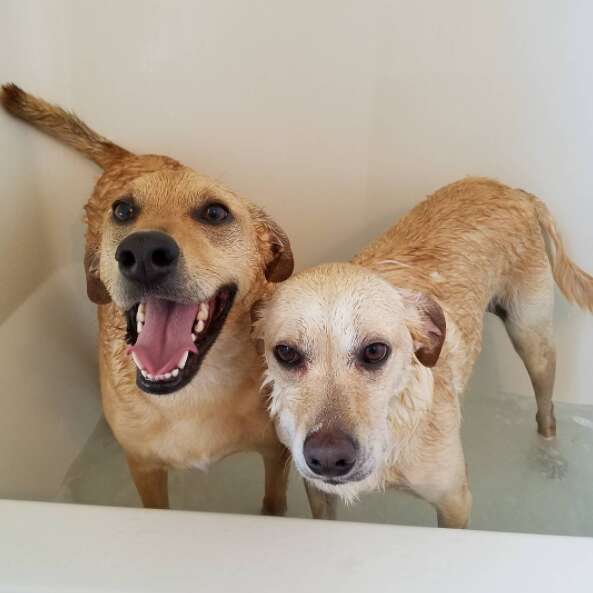 Dog siblings in a bath