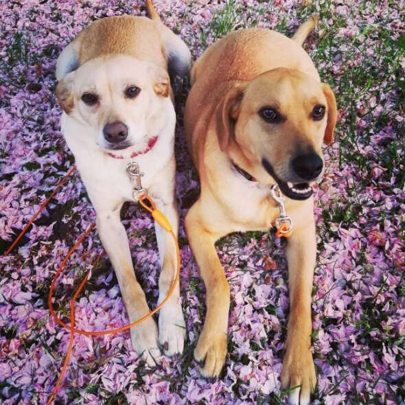 Dog siblings outside together