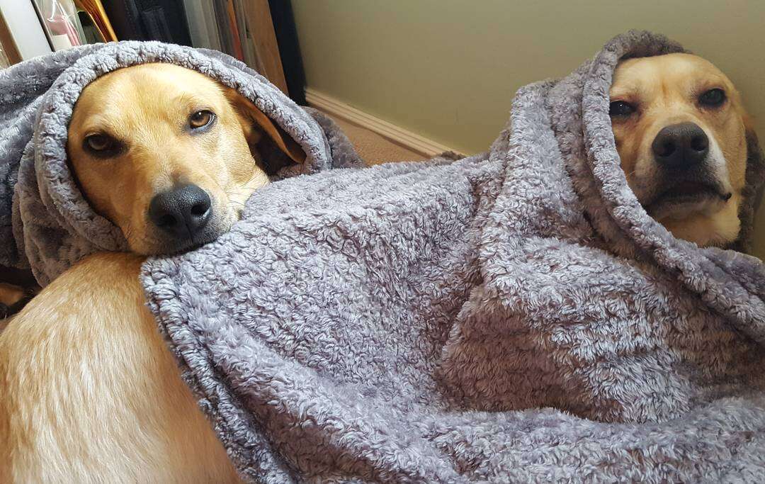 Dog siblings cuddling together