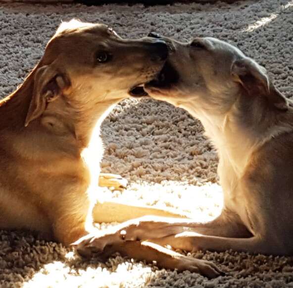 Dog siblings playing