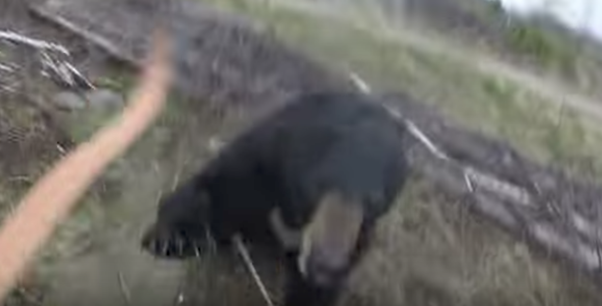 A Hunter Films the Start of a Terrifying Bear Attack in Ontario - Thrillist